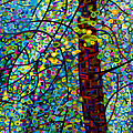 Pine Sprites